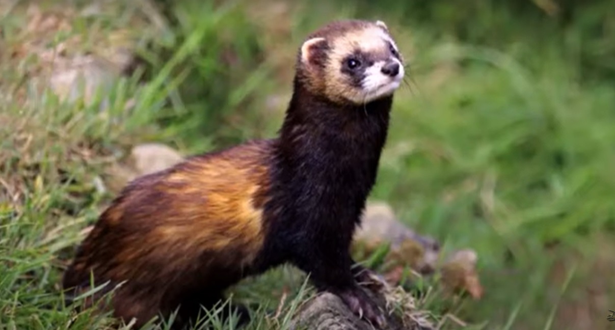 חמוס מבאיש (Mustela putorius)