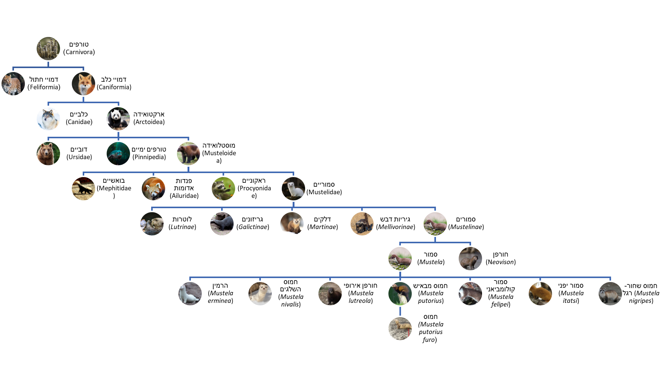 Phylogenetic tree