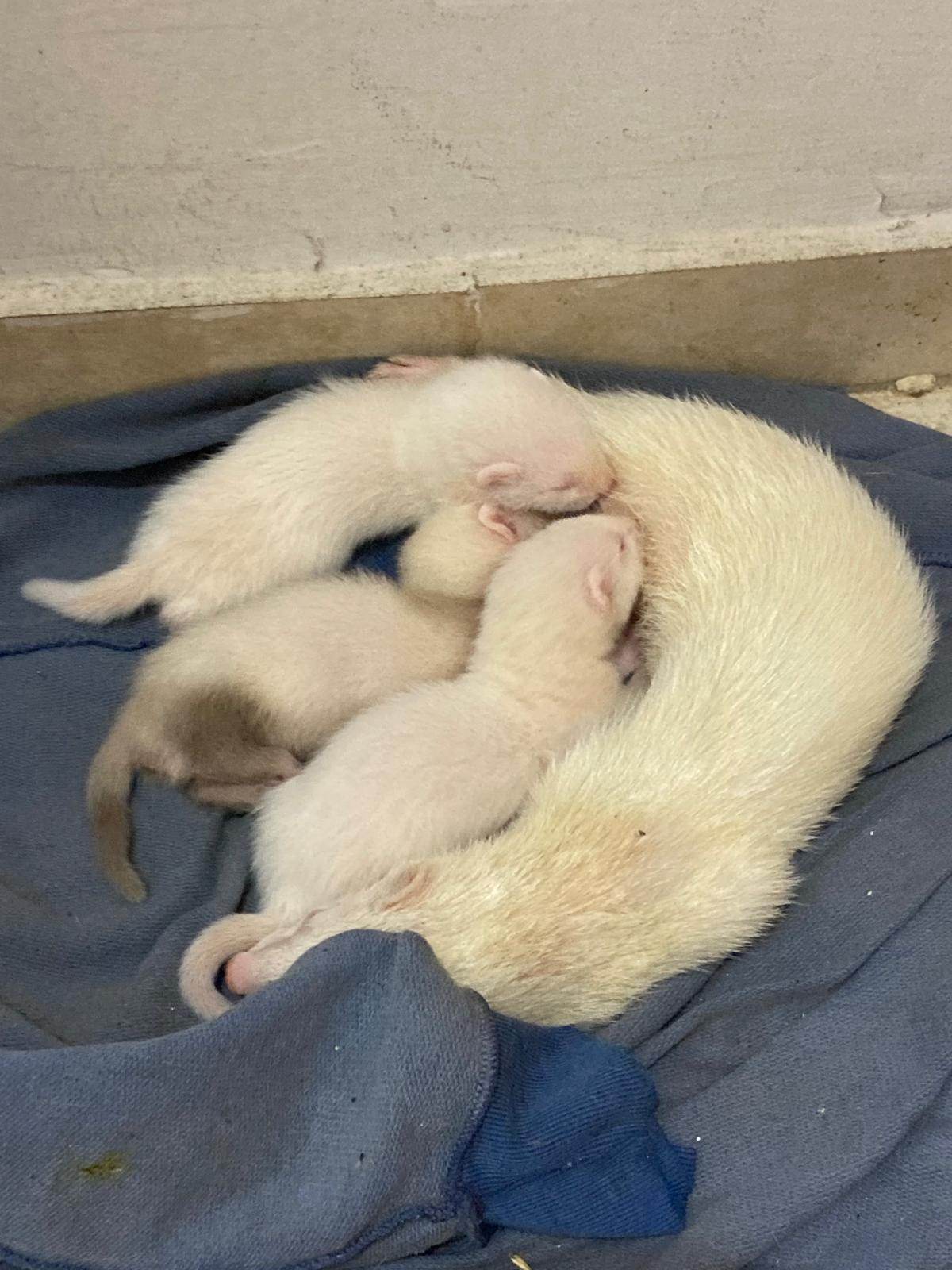 שונות גנטית אצל חמוסים